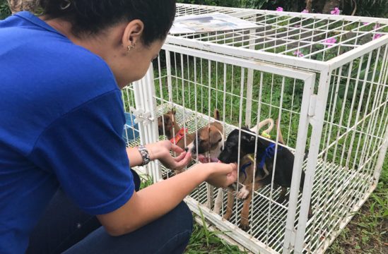 CCZ Convida terá 70 vagas para castração de gatos e 20 para cães nesta terça