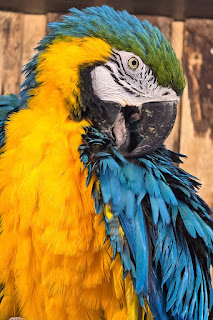 Gelbbrustara im Walter Zoo Gossau.