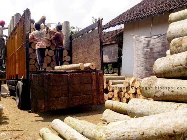 Kayu Sengon Pohon Sengon Harga Pohon Sengon Harga 