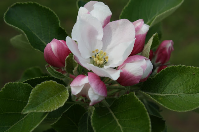 apple blossom