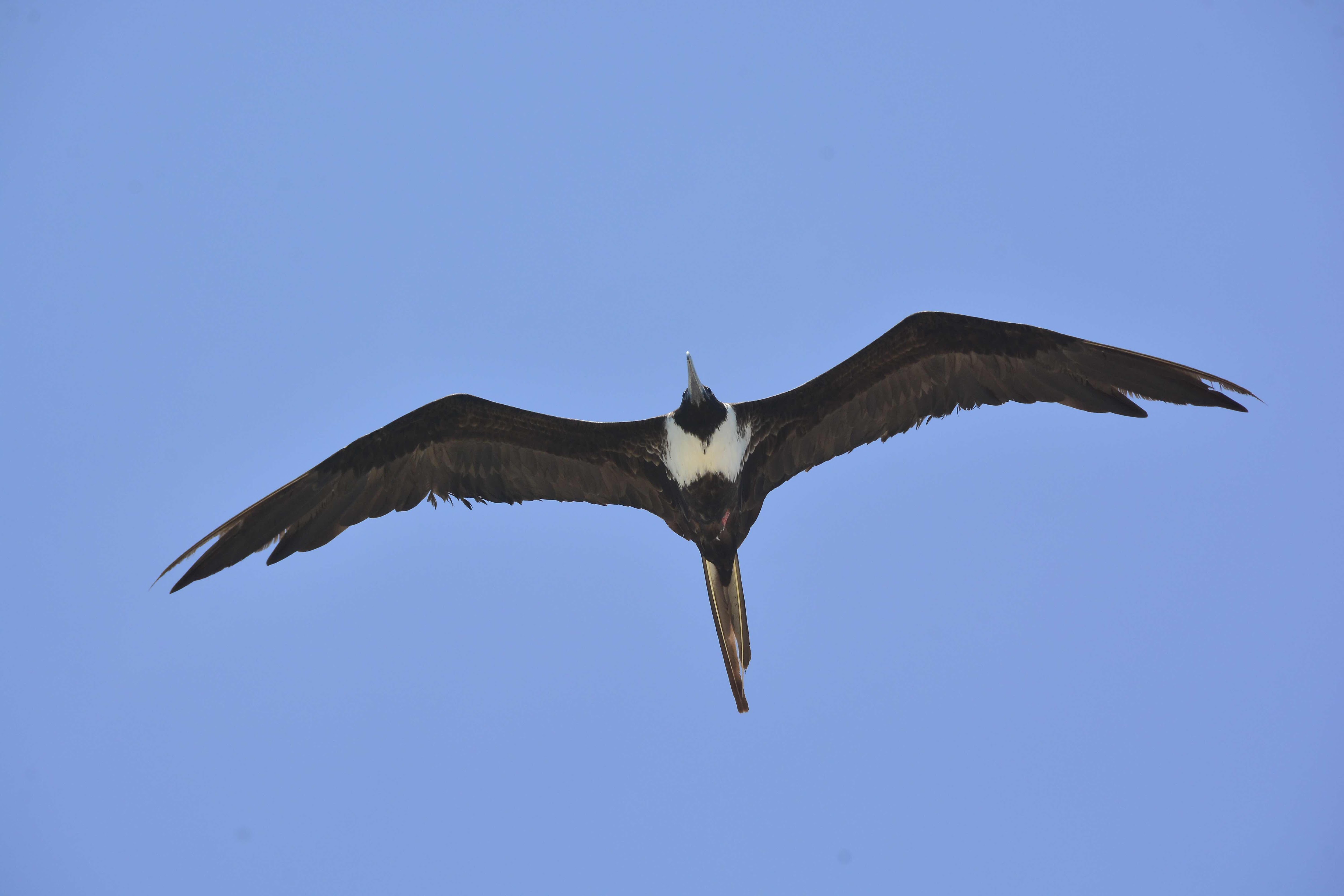 Frigate bird in flight