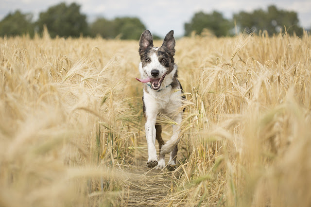 The Best Diet For Your Dog: Which Dog Food Has The Most Protein?