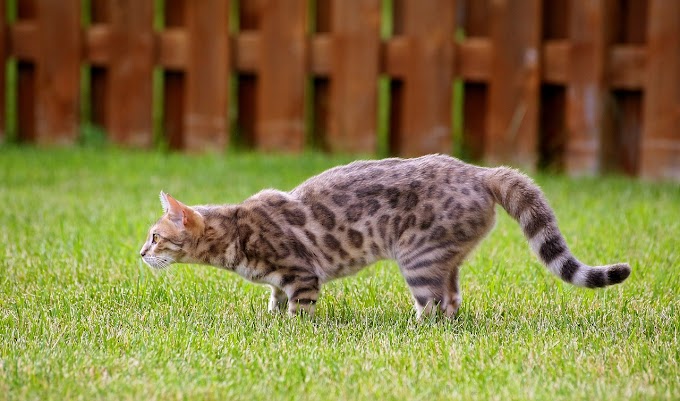 About the breeds of Bengal cats - characteristics, history, lifespan