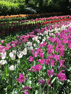 Pink and white tulips at Keukenhof, Lisse