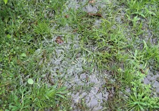 Lawns over watered