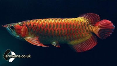 Jenis Jenis Ikan Arwana [ www.BlogApaAja.com ]