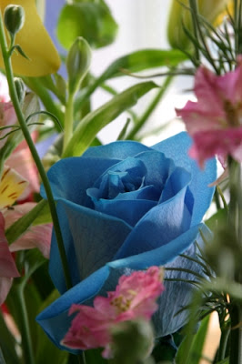 Heavenly blue rose in a garden of delights