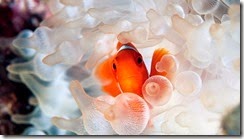 Clown Fish