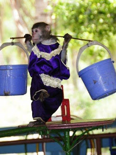 The monkey acrobats