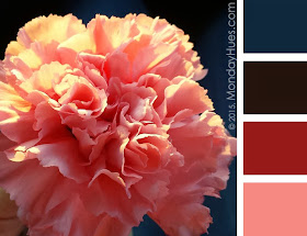 Monday Hues: Closeup of a Pink Carnation