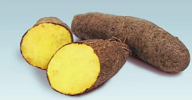 Yellow Yam