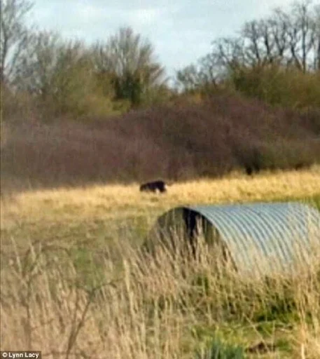 Mysterious black panther
