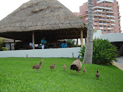 Uma pavoa que morava no Hotel Oasis Cancun (pavoa)