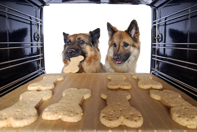 How do scientists motivate dogs to take part in research? Photo shows two German Shepherd Dogs take dog cookies from the oven