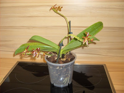 Phalaenopsis Cornu-Cervi orchidea specie botanica con fiori rinvaso definitivo in bark