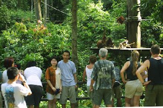 orangutan habitat picture
