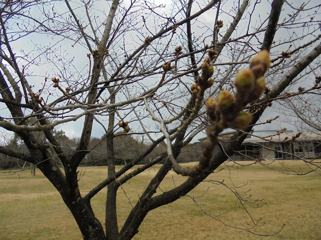 桜の花の蕾ももう少しです