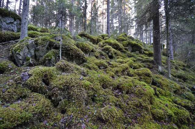 Sammaleinen Hitonhaudan rinne.