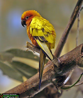 sun parakeet