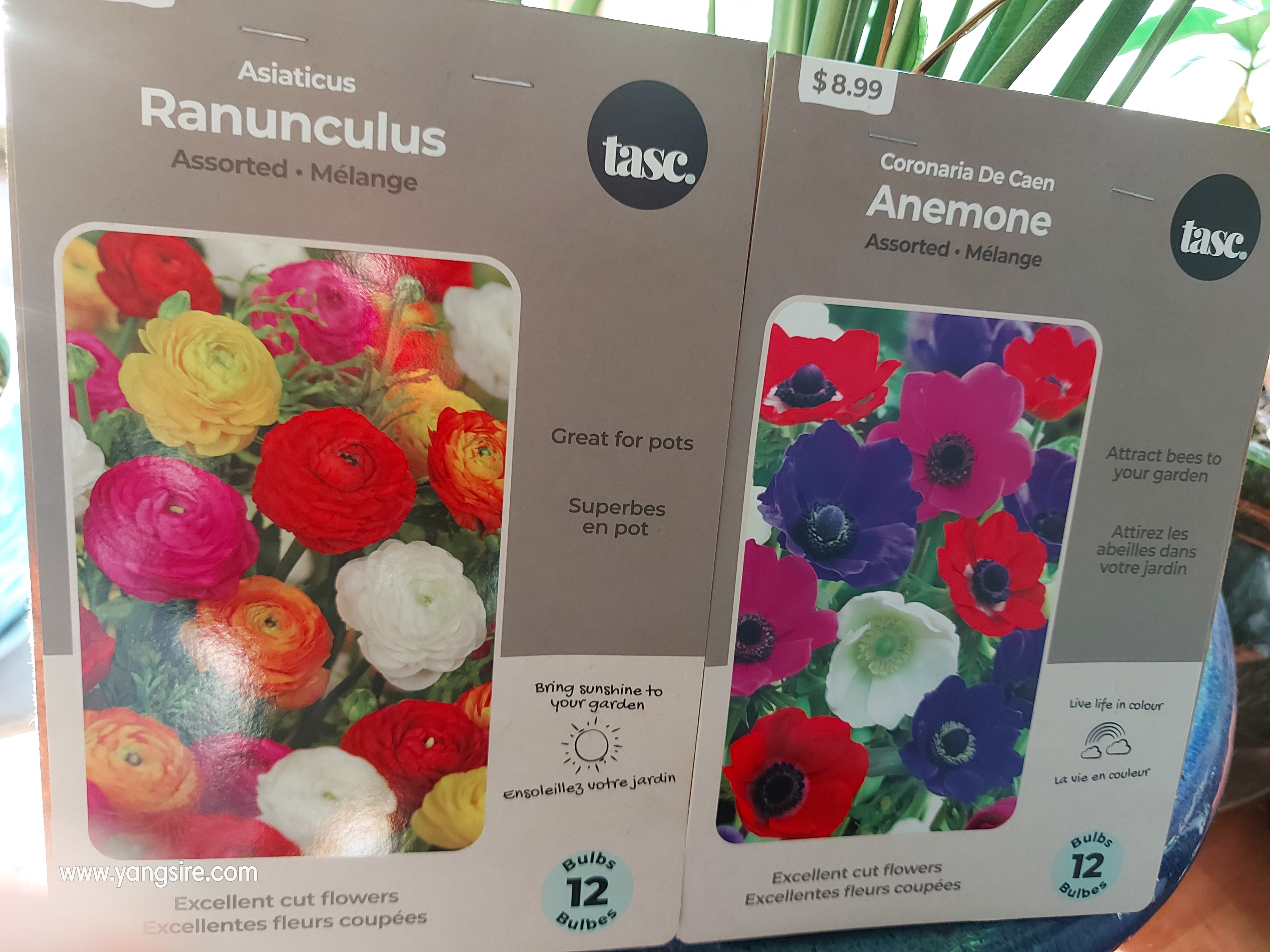 Ranunculus and Anemone bulbs plants