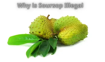 Why is Soursop Illegal