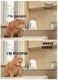 knock knock i am pooping, cat pooping