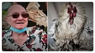 The strangest incident: Rooster ends his owner's life in Ireland