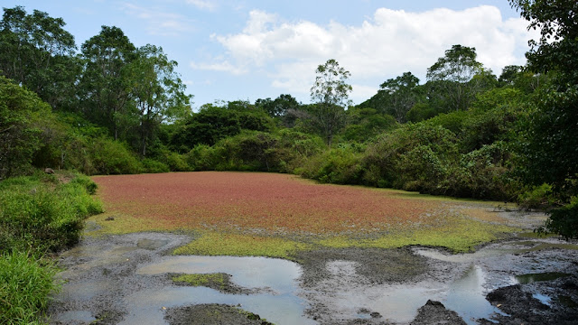 Tortoises Galapagos red toxic lake