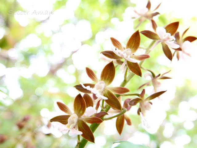 Calanthe discolor