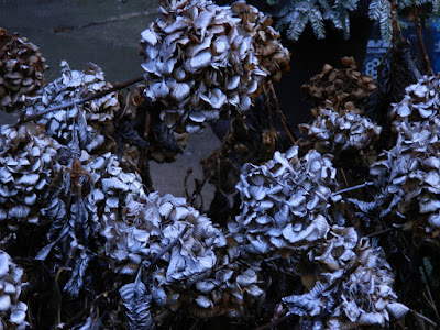 Spray painted Annabelle Smooth Hydrangeas by garden muses-not another Toronto gardening blog