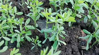 मसूर की खेती | Lentil cultivation | मसूर की खेती से लाभ