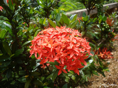 Thechi or Chetthy Flower