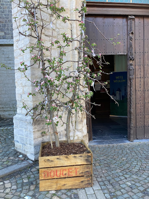 Appelbomen in pot kopen prijzen België laagstam jonagold kwekerij