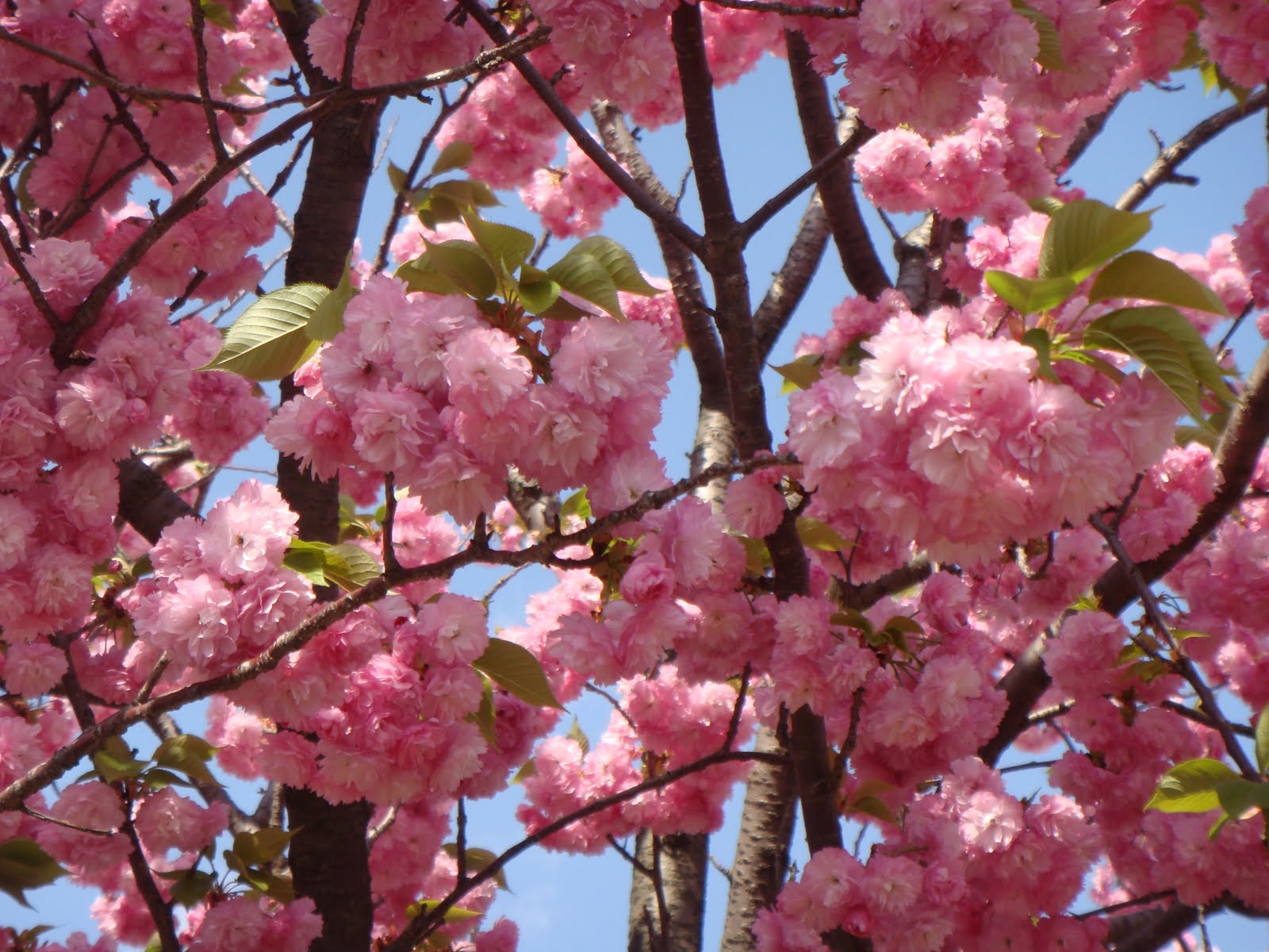 WELOVETINTIN Sakura tree  sightseeing hosted by Japan Mint 