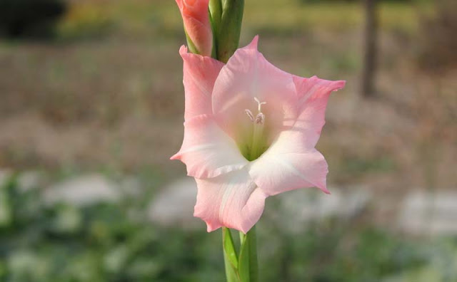 Gladiolus Flowers Pictures