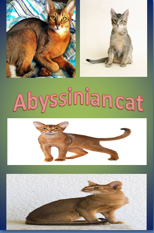 Abyssinian Cat Breed - Facts and Personality Traits