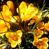 Spring Garden Flowers / 5 Tips for a Better Spring Flower Garden - Check out our most popular flowers!