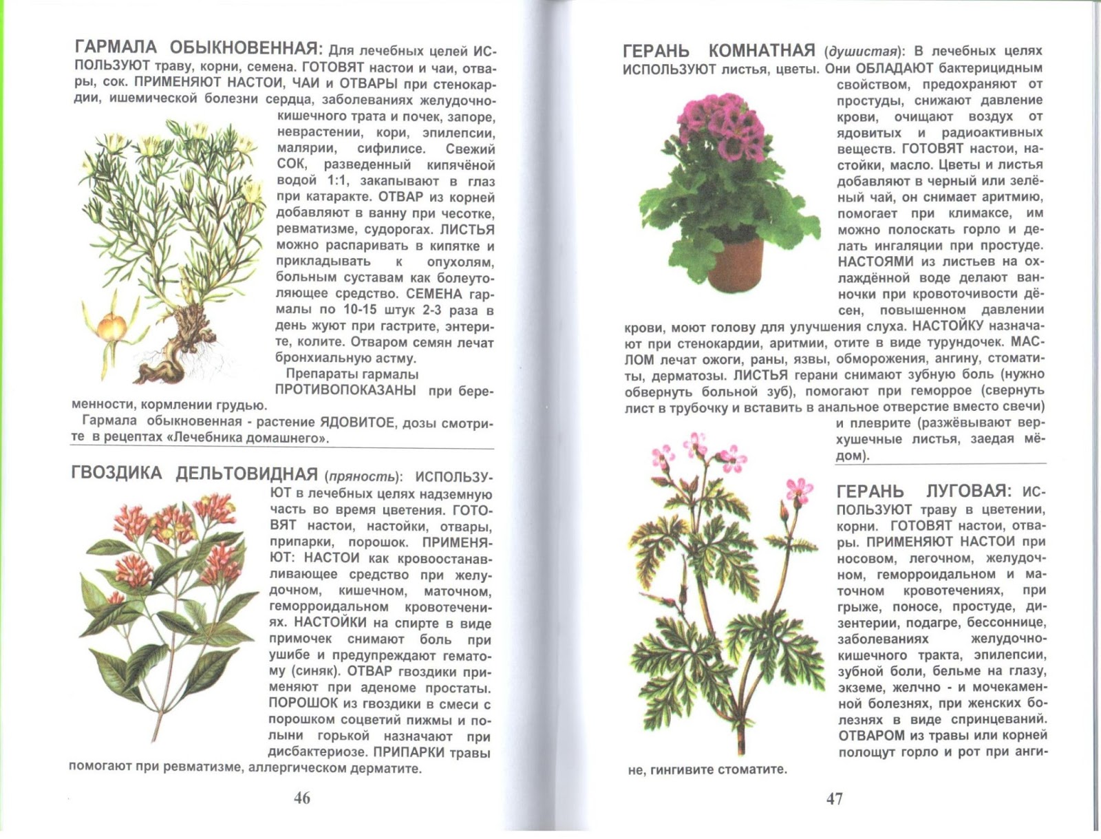 Герань гвоздика. Определитель лекарственные травы. Герань лекарственное растение. Герань полезное растение. Лечебные листья герани.