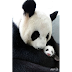 Panda cub, mother reunited at Taiwan zoo