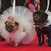 Dogs get wedded in lavish ceremony after 7 years of dating(Photos)