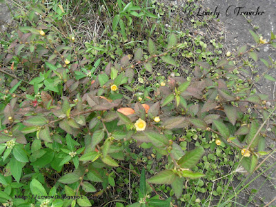 Arrowleaf sida - Sida rhombifolia