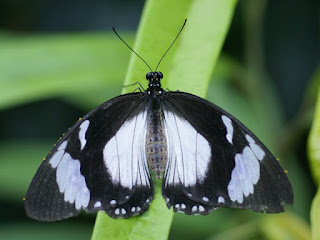 Papilio dardanus - Mouchoir volant 