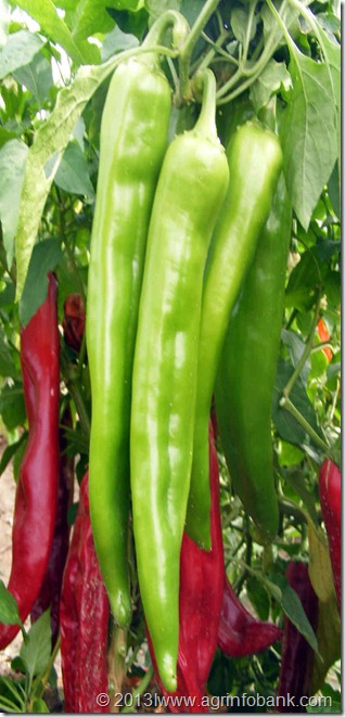 Chilli1