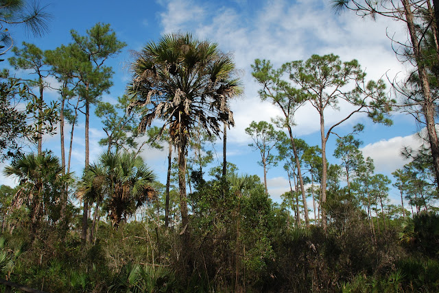 Audubon Corkscrew Swamp Sanctuary