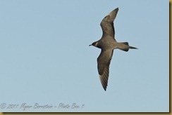 Parasitic Jaeger flight D7K_7485 NIKON D7000 June 18, 2011 Parasitic Jaeger flight D7K_7485 NIKON D7000 June 18, 2011