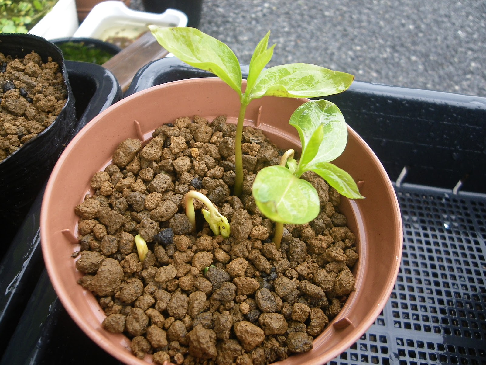 柿 種から発芽させてミニ盆栽や鉢植えを作る メダカの大工