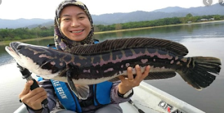 Ikan Toman