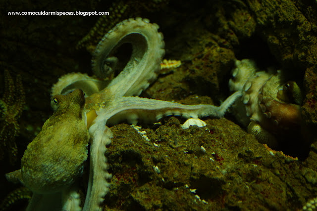 Pulpo acuario de Gijón