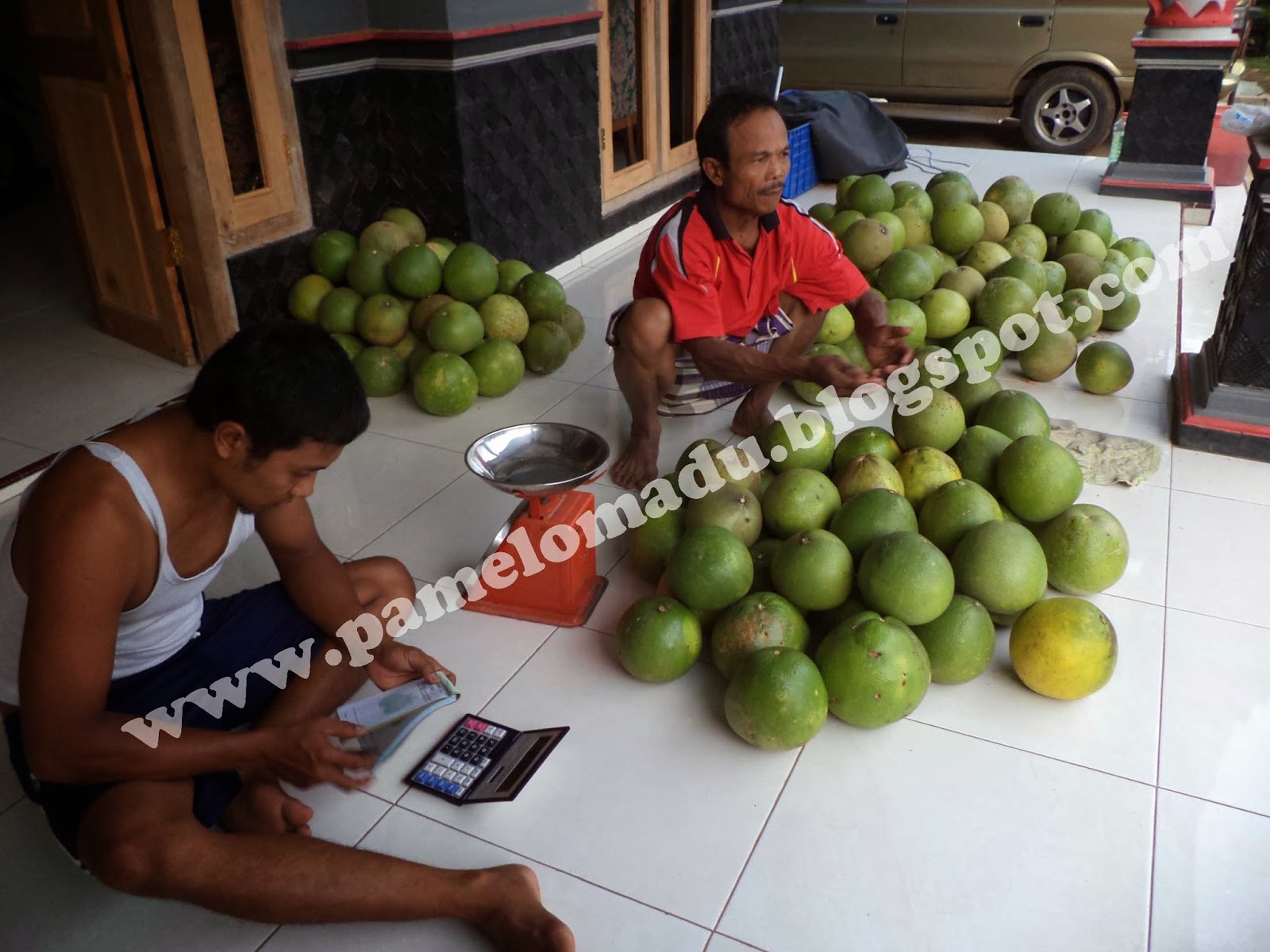 WOOWDitemukan Buah Jeruk Bali Terbesar 7 Kg Jeruk Bali