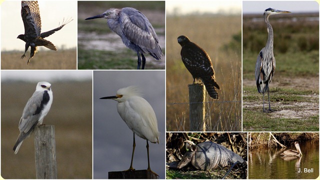64 Anahuac NWR 201128
